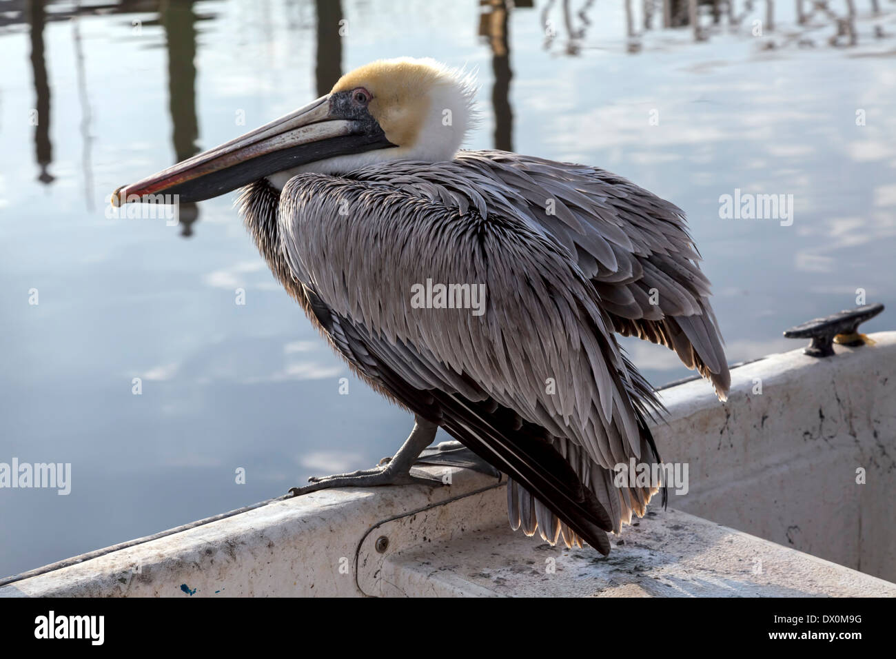 L'adulte Pélican brun (Pelecanus occidentalis) oiseau de mer à tête blanche perchée tout en plumes ébouriffant. Banque D'Images