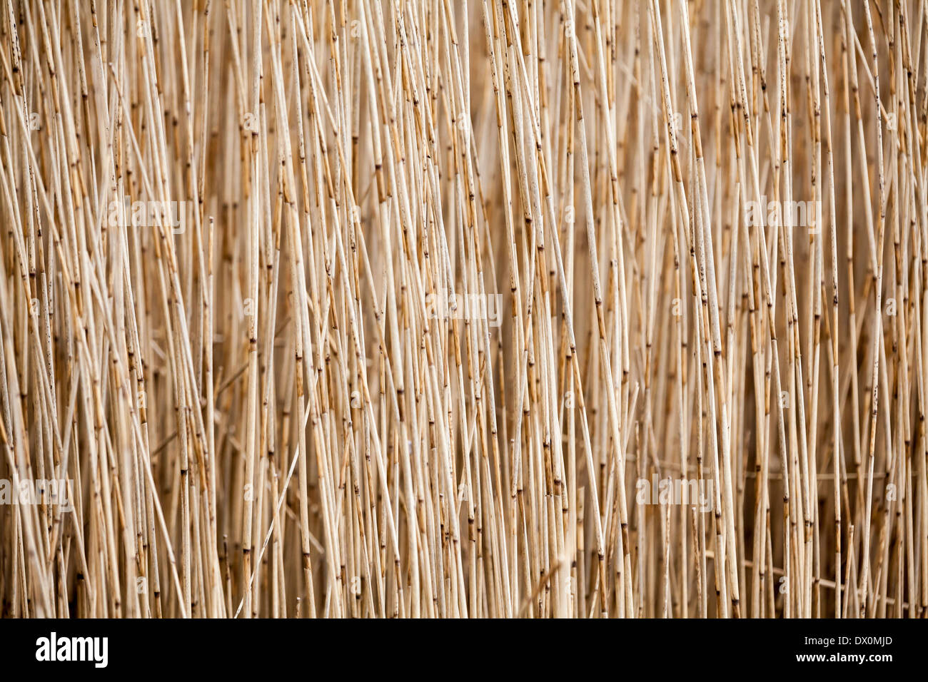 Près de l'eau, vous pouvez trouver quelques reed Banque D'Images