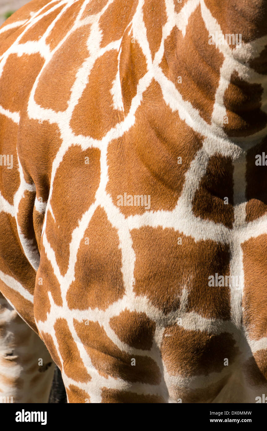 Manteau de fourrure ou de l'Afrique de l'ouest une Girafe (Giraffa camelopardalis), même un mammifère ongulé à longs doigts et plus grand ruminant. Banque D'Images