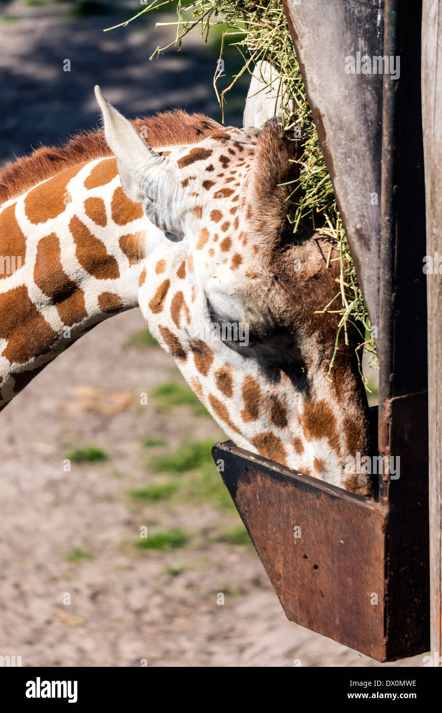 L'Afrique de l'Ouest Girafe (Giraffa camelopardalis), même un mammifère ongulé à longs doigts et la plus importante de l'alimentation des ruminants d'un creux. Banque D'Images