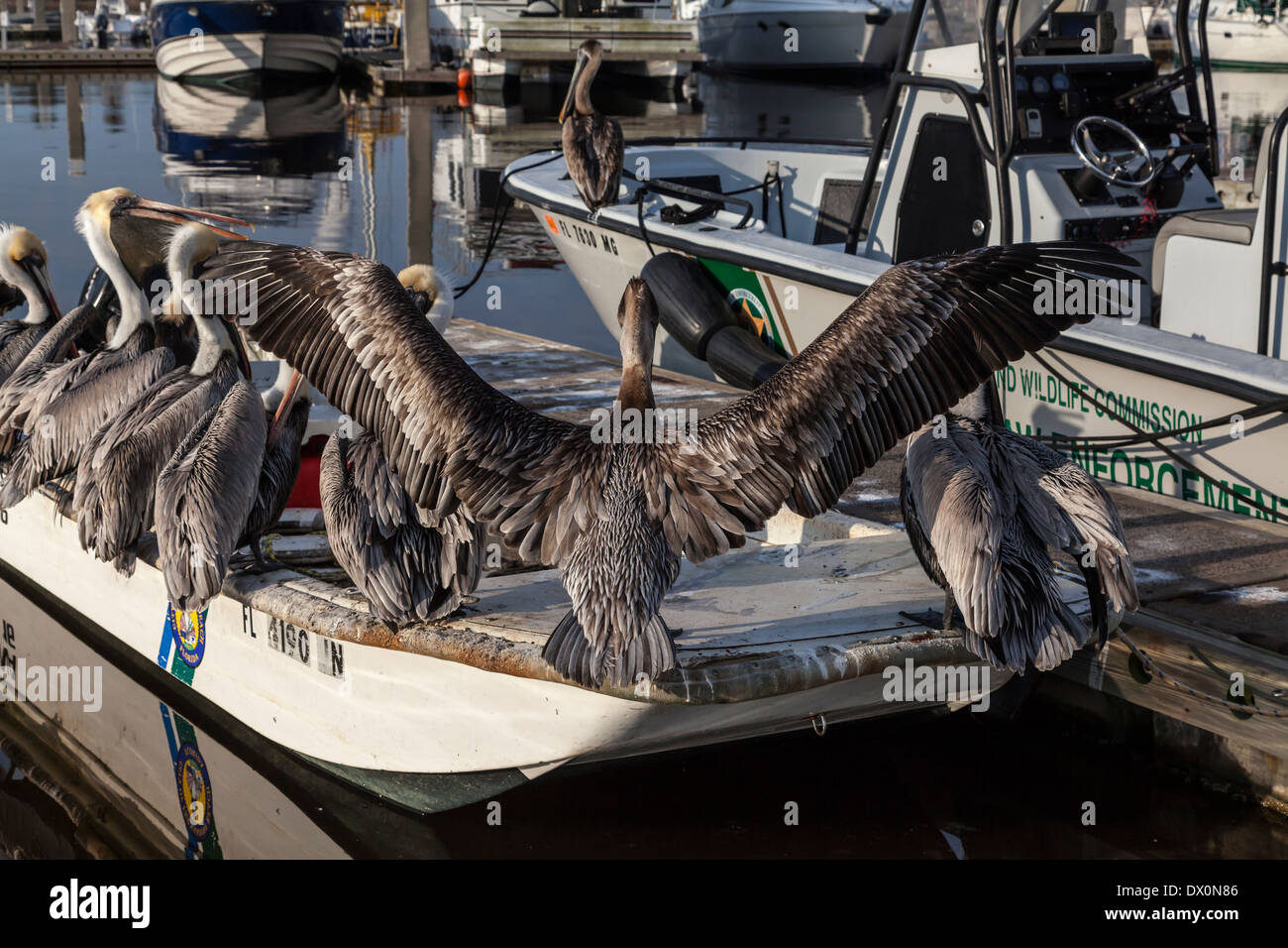 L'adulte Pélican brun (Pelecanus occidentalis), ailes déployées, avec la tête blanche perchée sur petit esquif. Banque D'Images