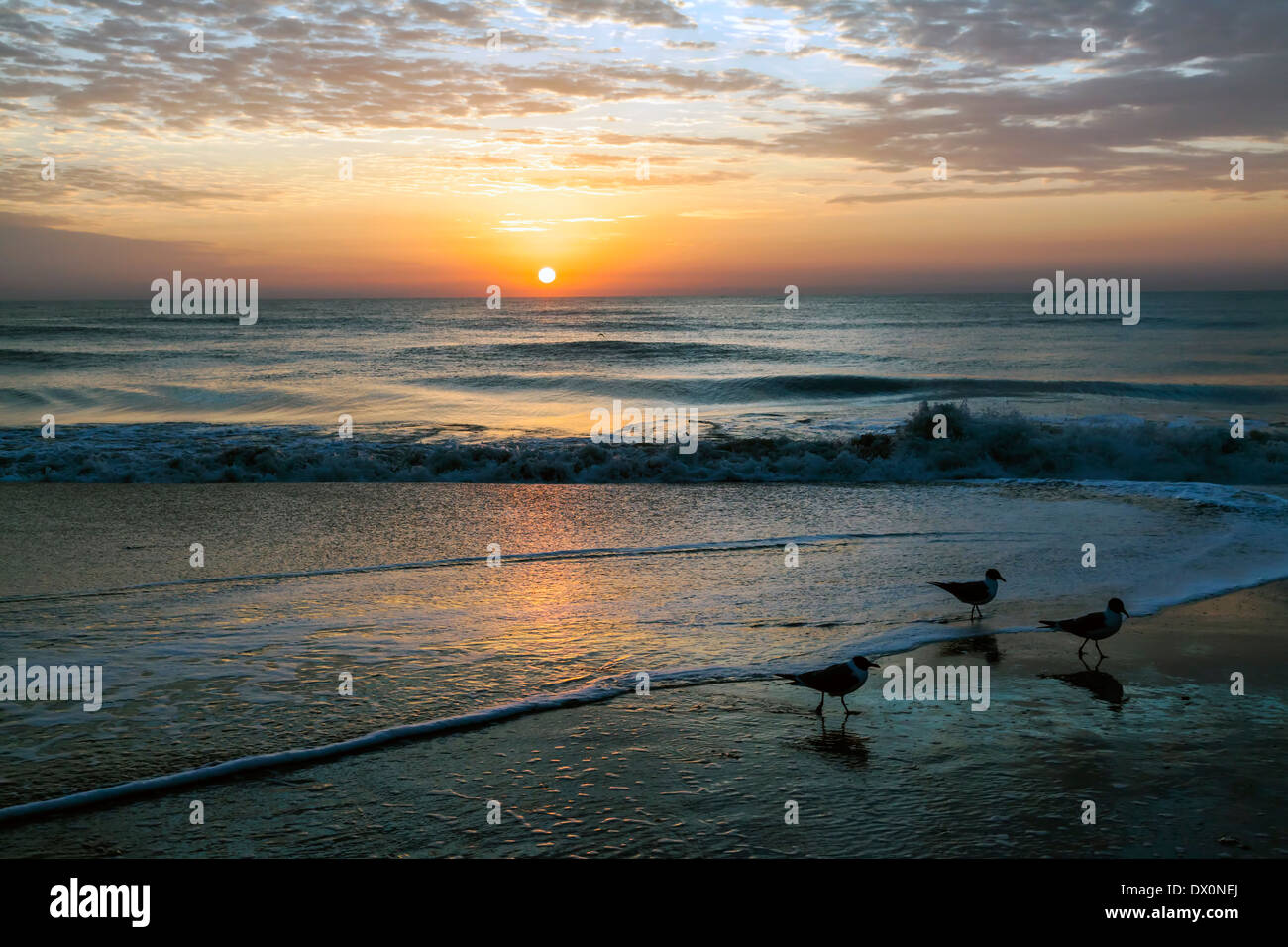 Trois mouettes pataugeant dans les vagues comme le soleil se lève sur l'Océan Atlantique le long du littoral de Fernandina Beach, Floride USA. Banque D'Images