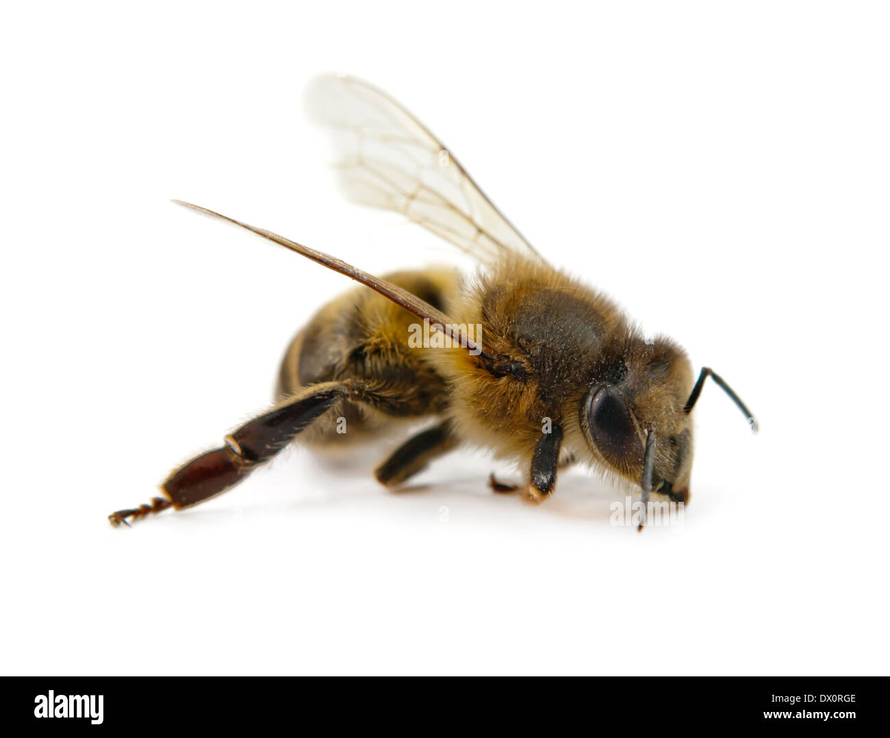 Isolé sur blanc l'abeille Banque D'Images