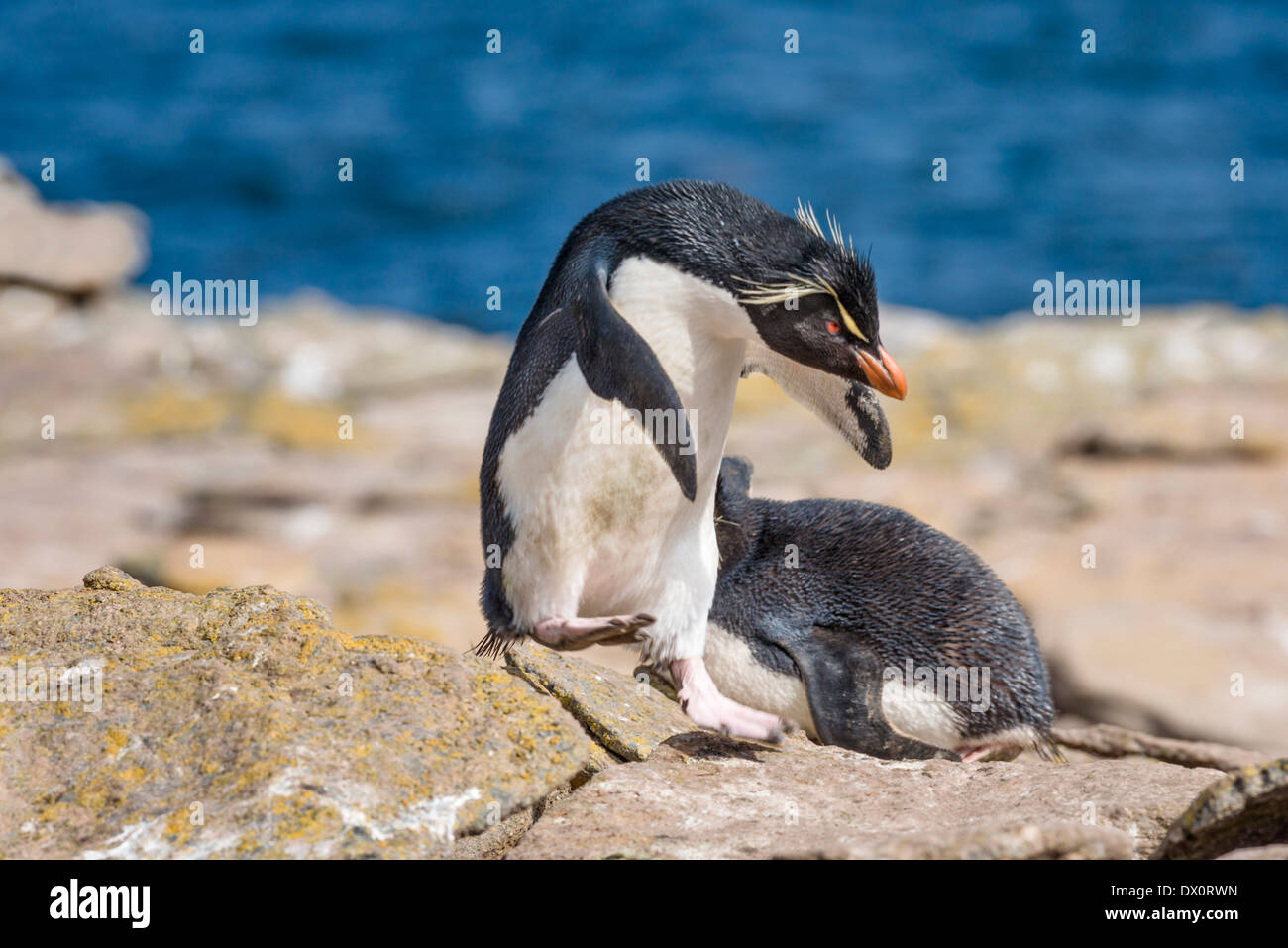 Le Sud Rockhopper Penguin in motion Banque D'Images