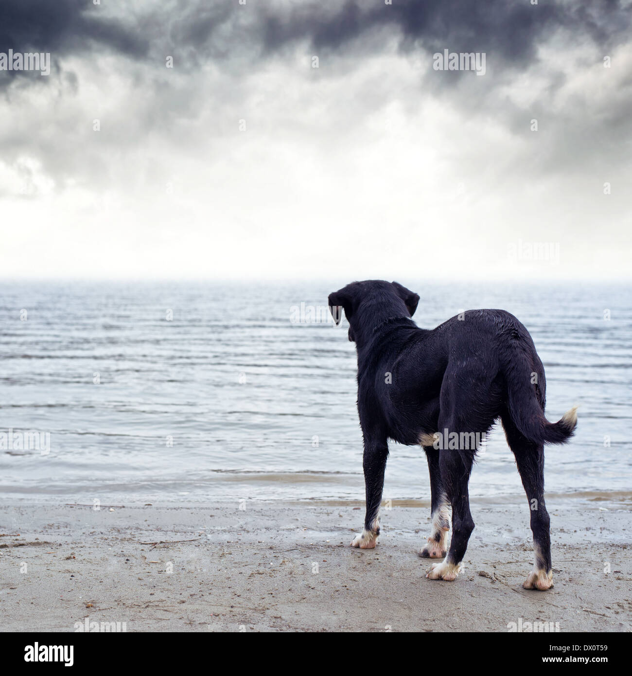 Mignon chien noir debout à la rive du fleuve, peur de l'eau. Banque D'Images