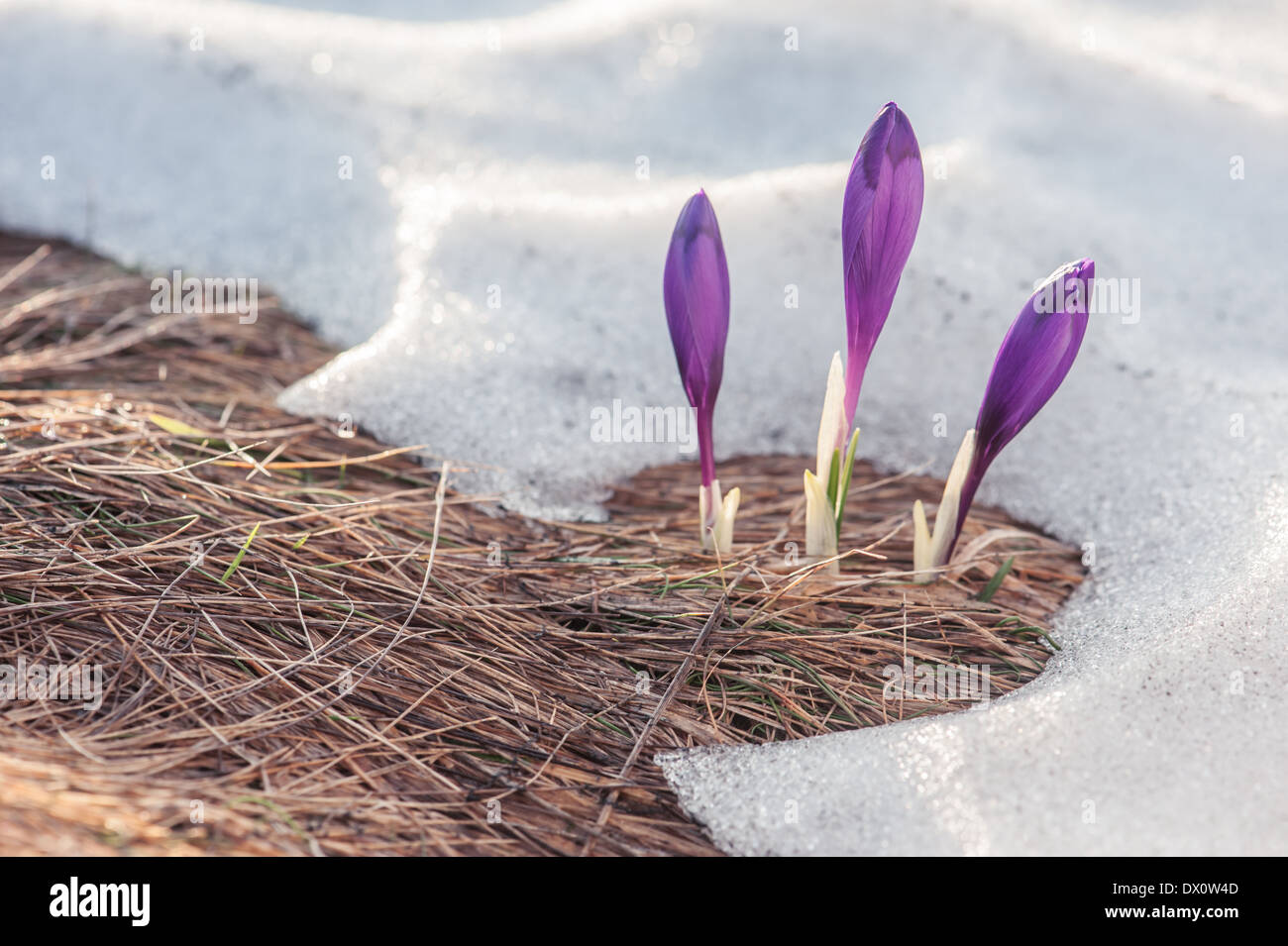 Fleur de printemps crocus close up Banque D'Images