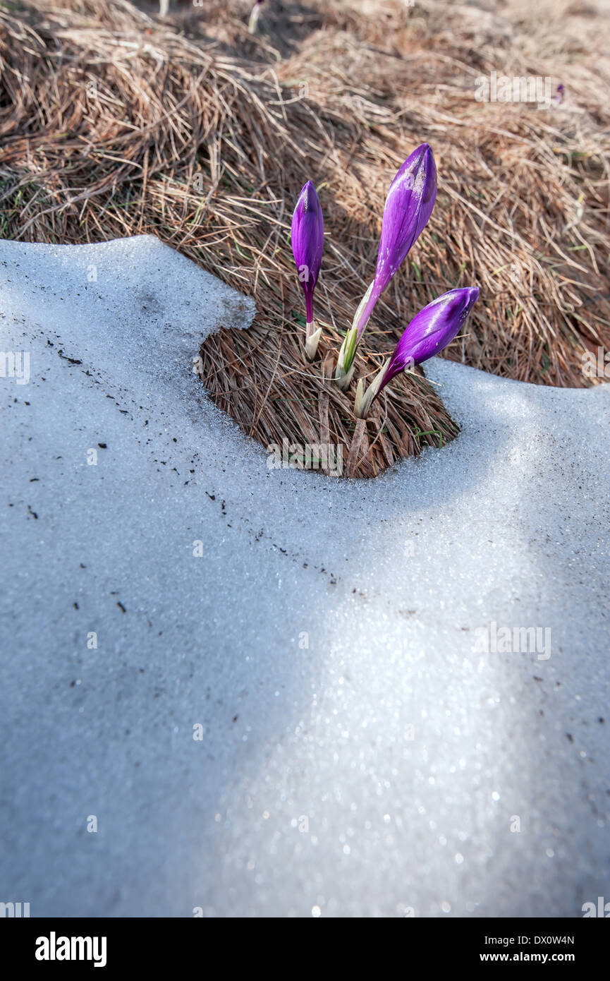 Fleur de printemps crocus close up Banque D'Images