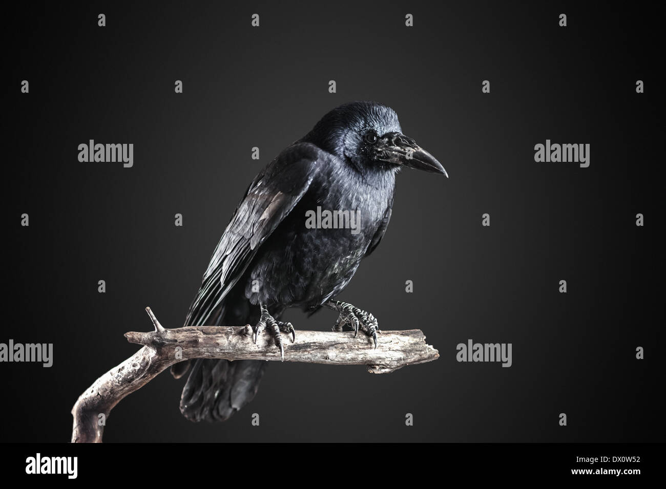 Black crow close up portrait Banque D'Images