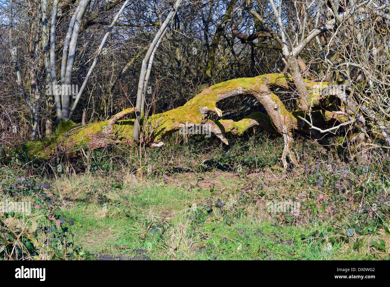 Vieux arbre couvert de mousse dans une exploitation forestière Banque D'Images