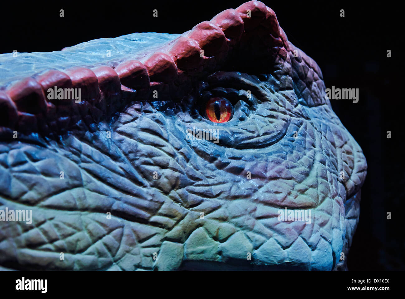 Tyrannosaurus rex modèle reconstruit close up fond noir Banque D'Images