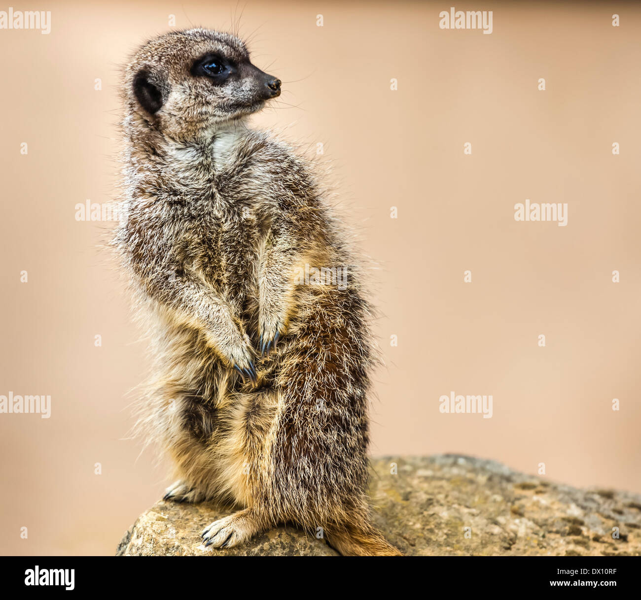 Membre de la famille des mangoustes, le meerkat ou suricate, Lynx lynx, est un petit mammifère trouvés dans de nombreuses régions d'Afrique. Banque D'Images