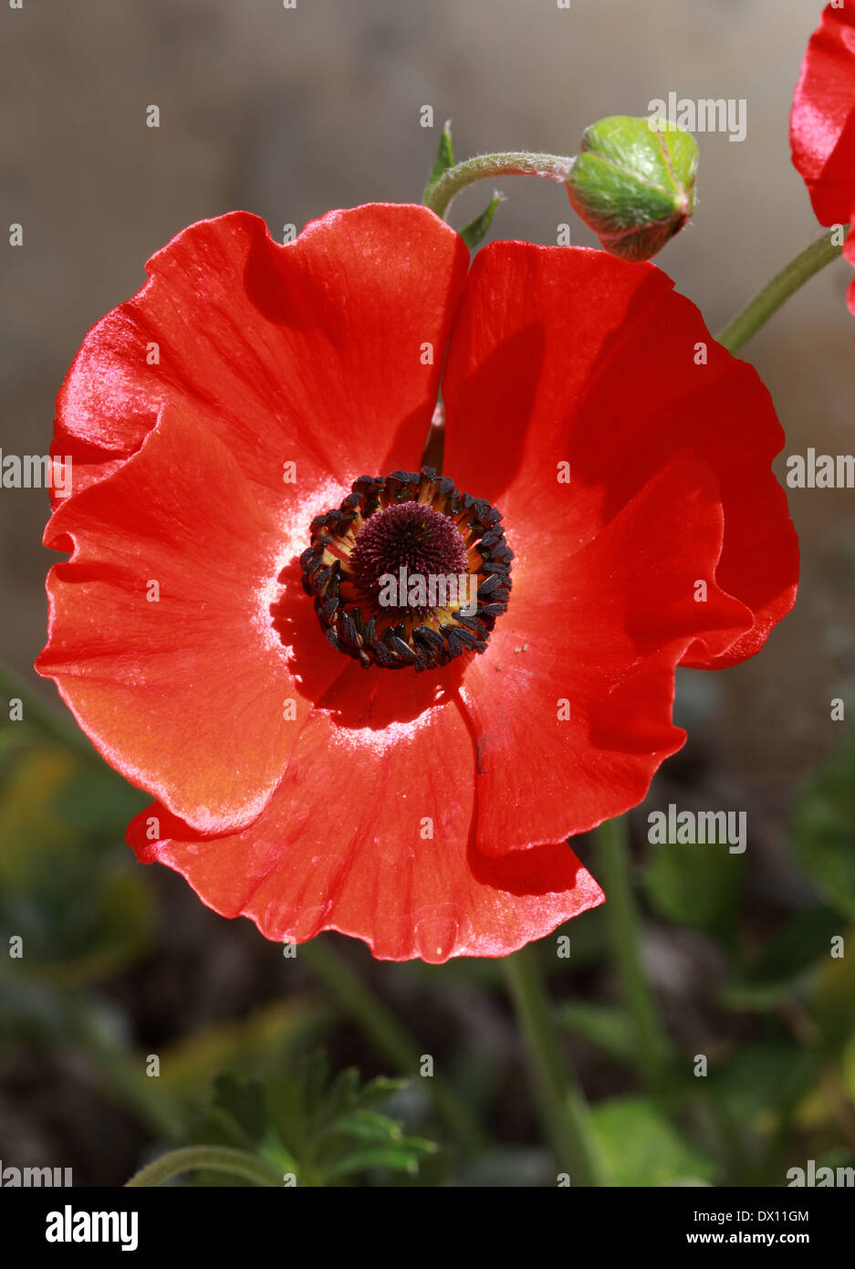 Persian Buttercup, Ranunculus asiaticus, Ranunculaceae. La Crète, la Grèce, l'Asie occidentale. Banque D'Images