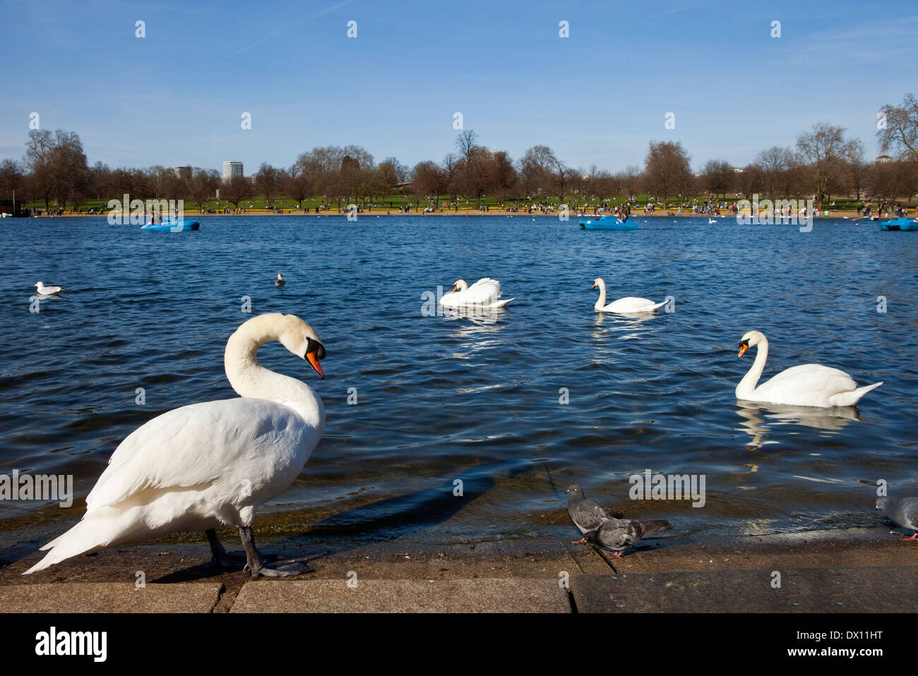 De cygnes dans la région de Serpentine de Hyde Park, Londres. Banque D'Images