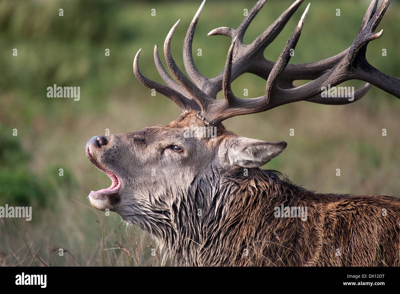 Red Deer stag durant la saison du rut Banque D'Images