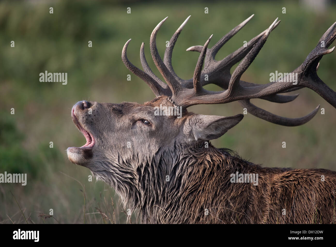 Red Deer stag durant la saison du rut Banque D'Images