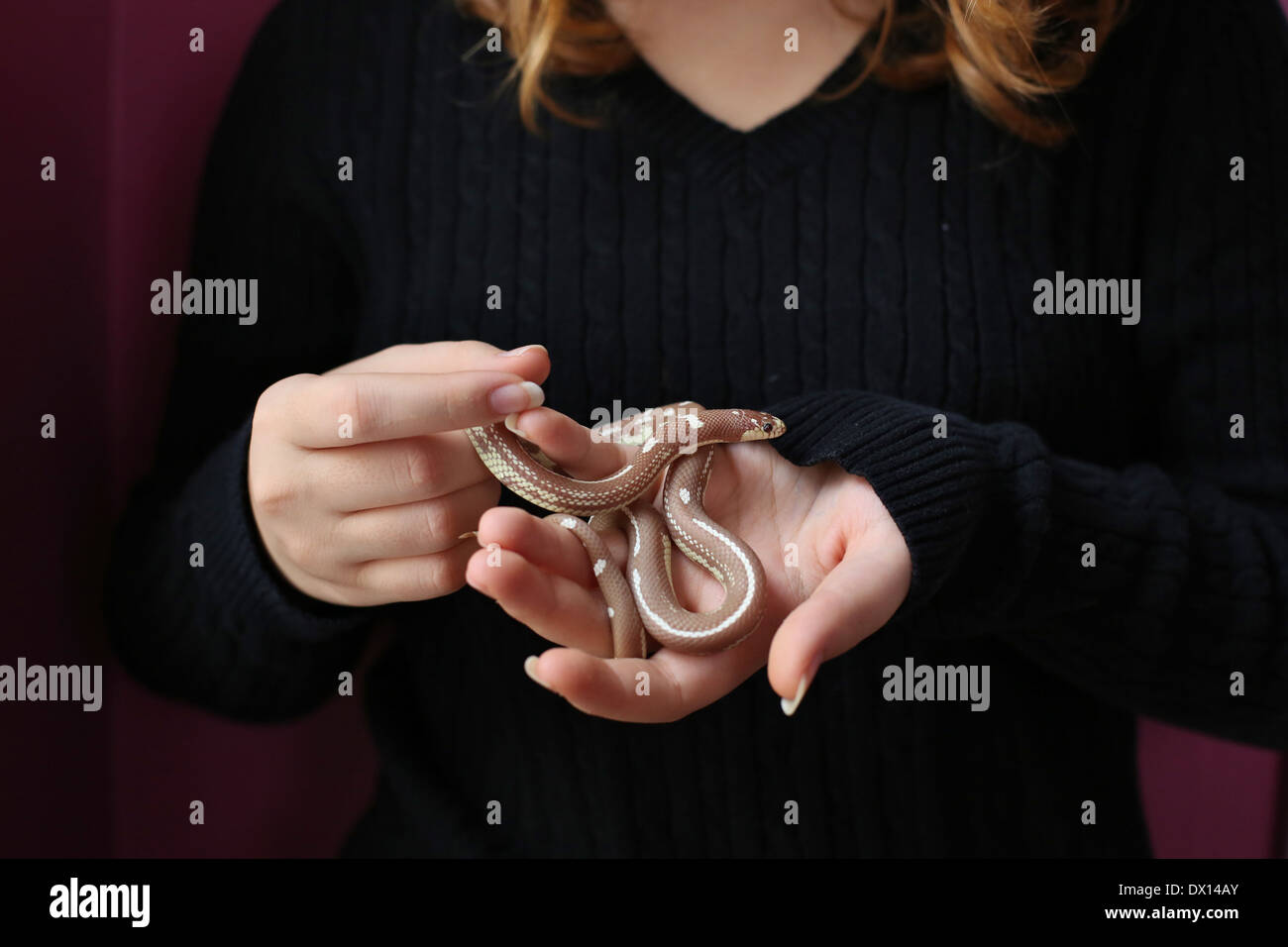 Un gros plan d'un serpent dans les mains d'une fille. Banque D'Images