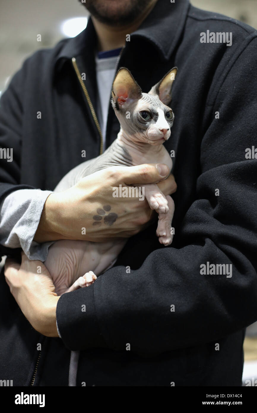 Un gros plan d'un jeune chat Sphynx étant détenu par un homme. Banque D'Images