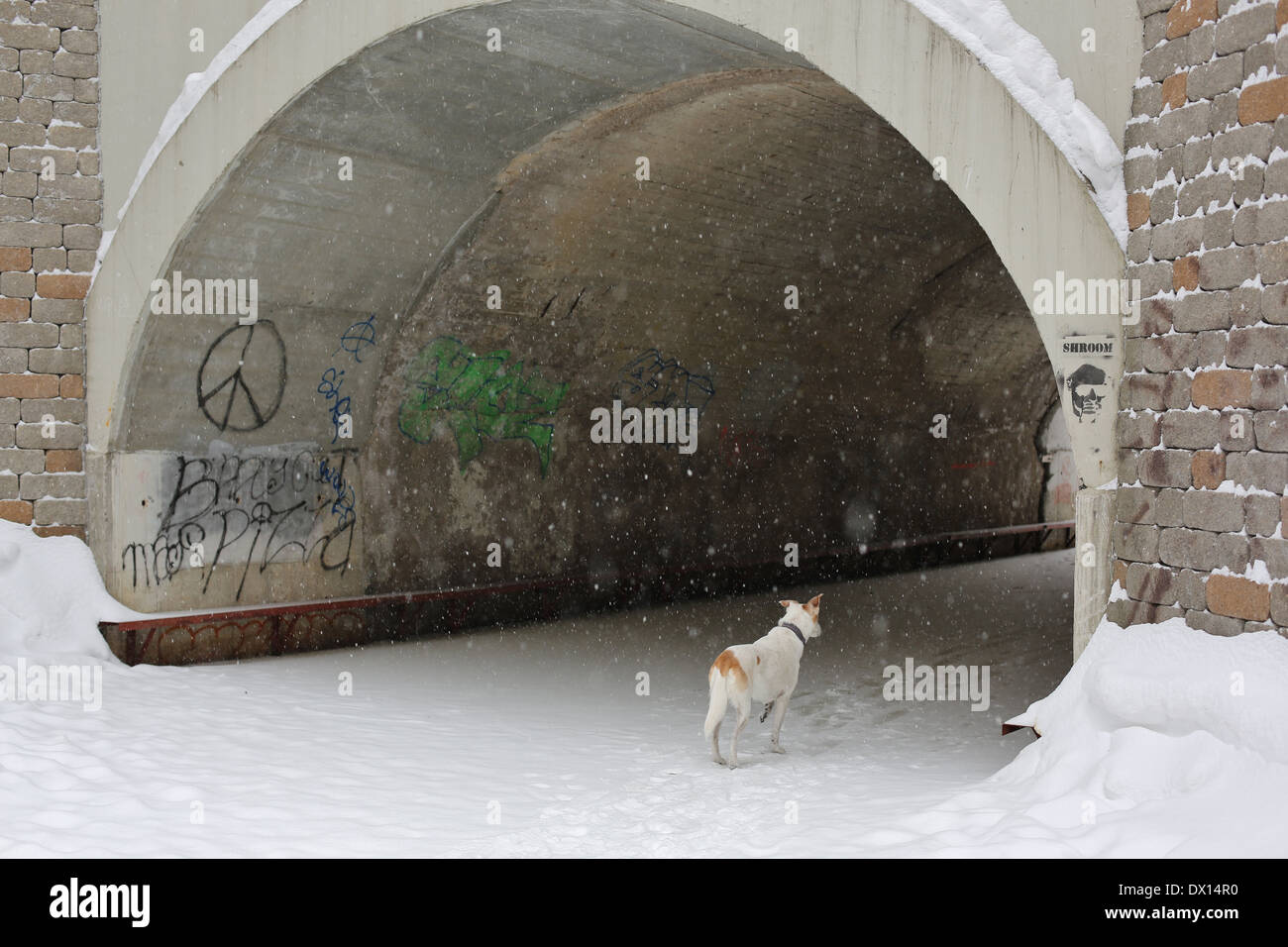 Un chien debout dans un tunnel sur un jour de neige. Banque D'Images