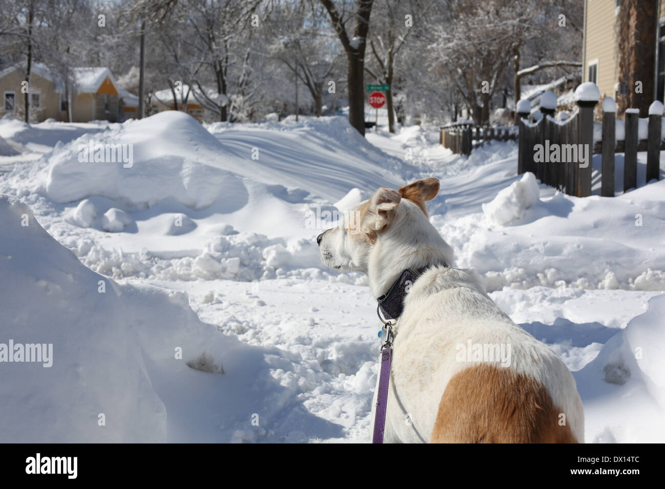 Un chien dans la neige sur un trottoir en hiver. Banque D'Images