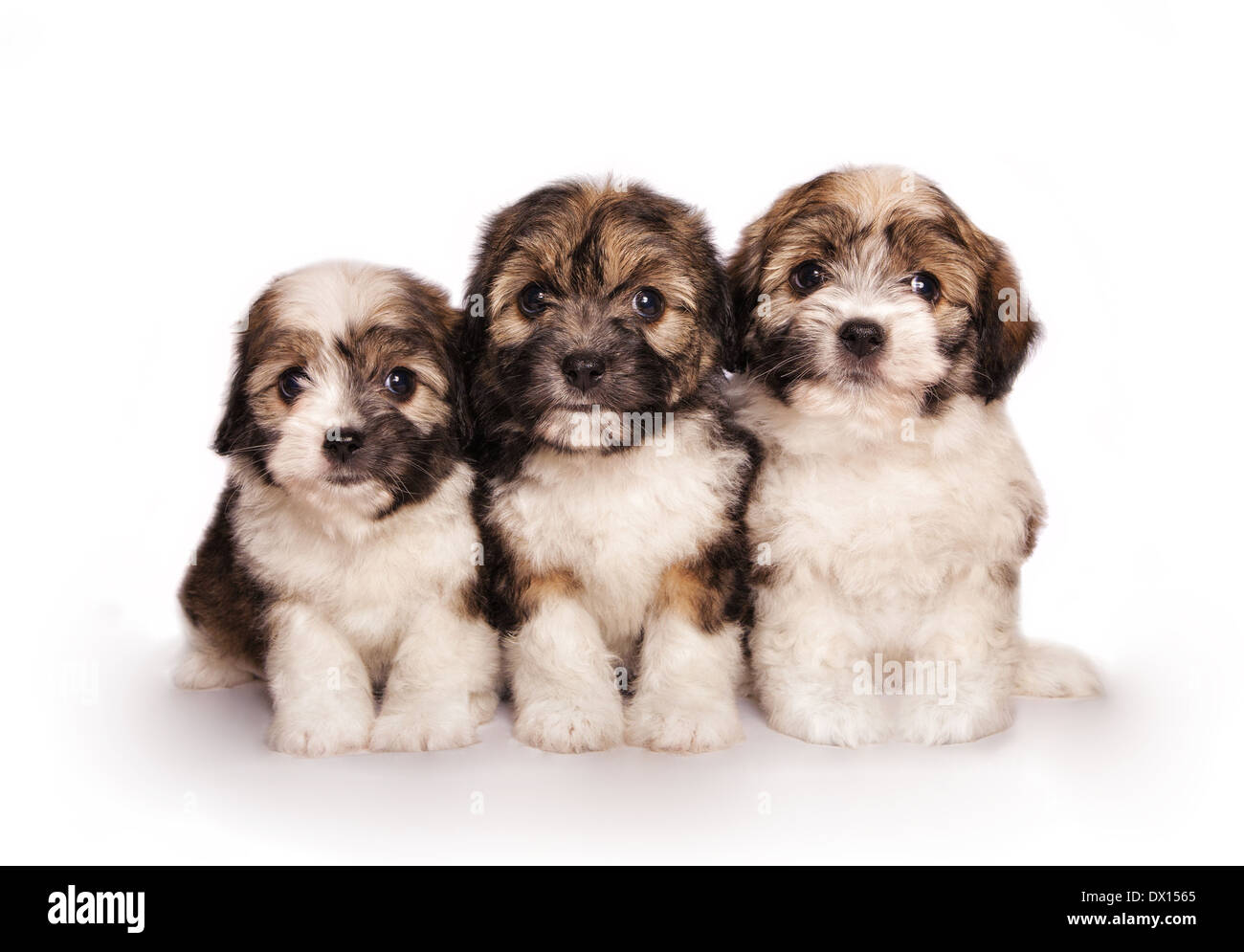 Trois adorables chiots jouet moelleux assis isolated on white Banque D'Images