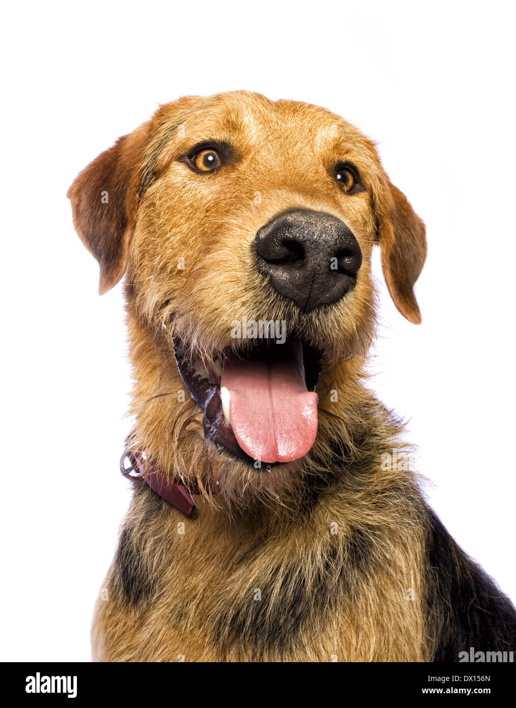 Airedale adorable dog isolé sur fond blanc Banque D'Images