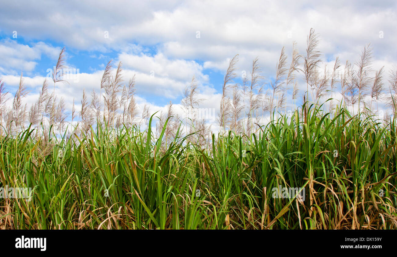 Plantation de canne à sucre Banque D'Images