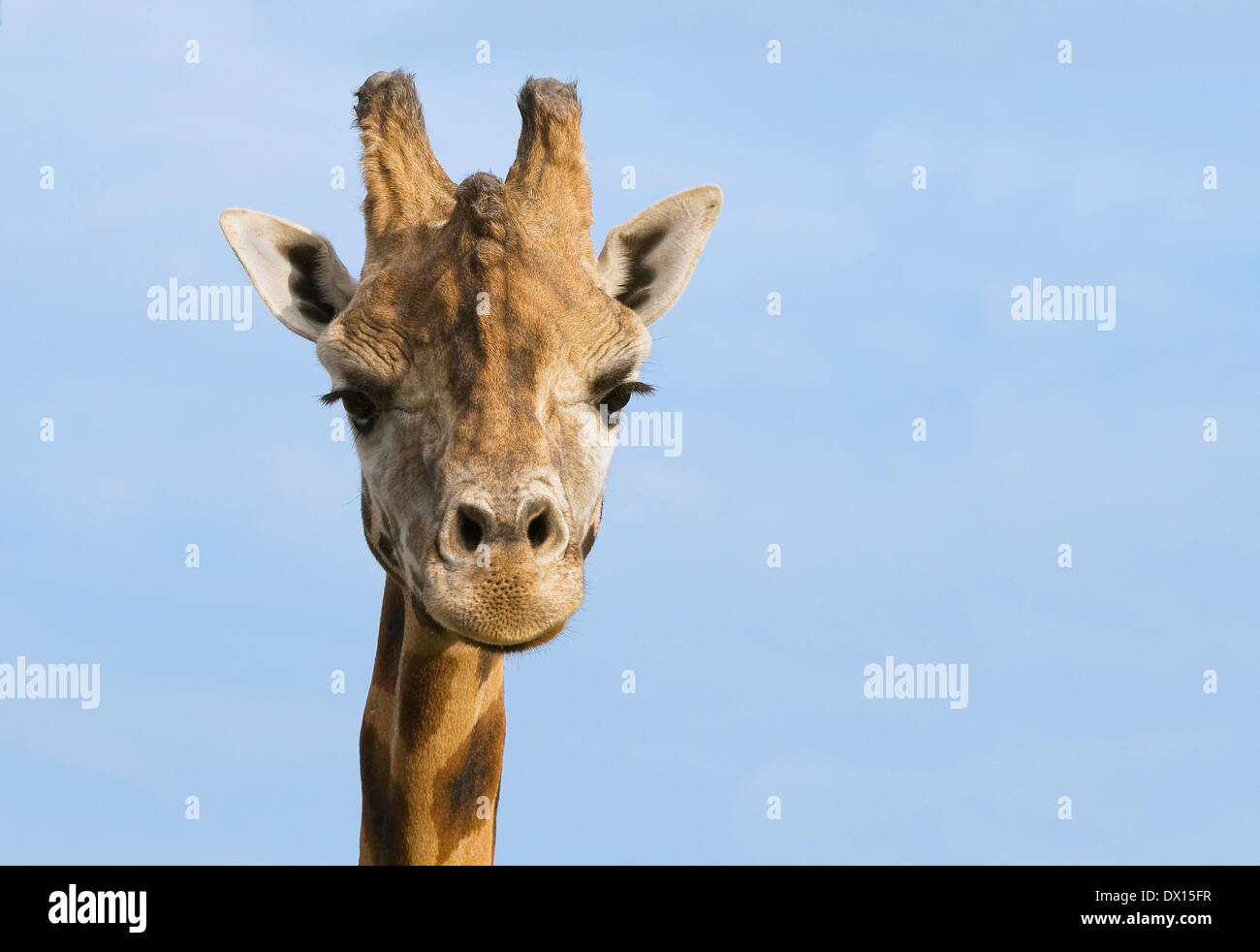 Girafe looking at camera against blue sky Banque D'Images