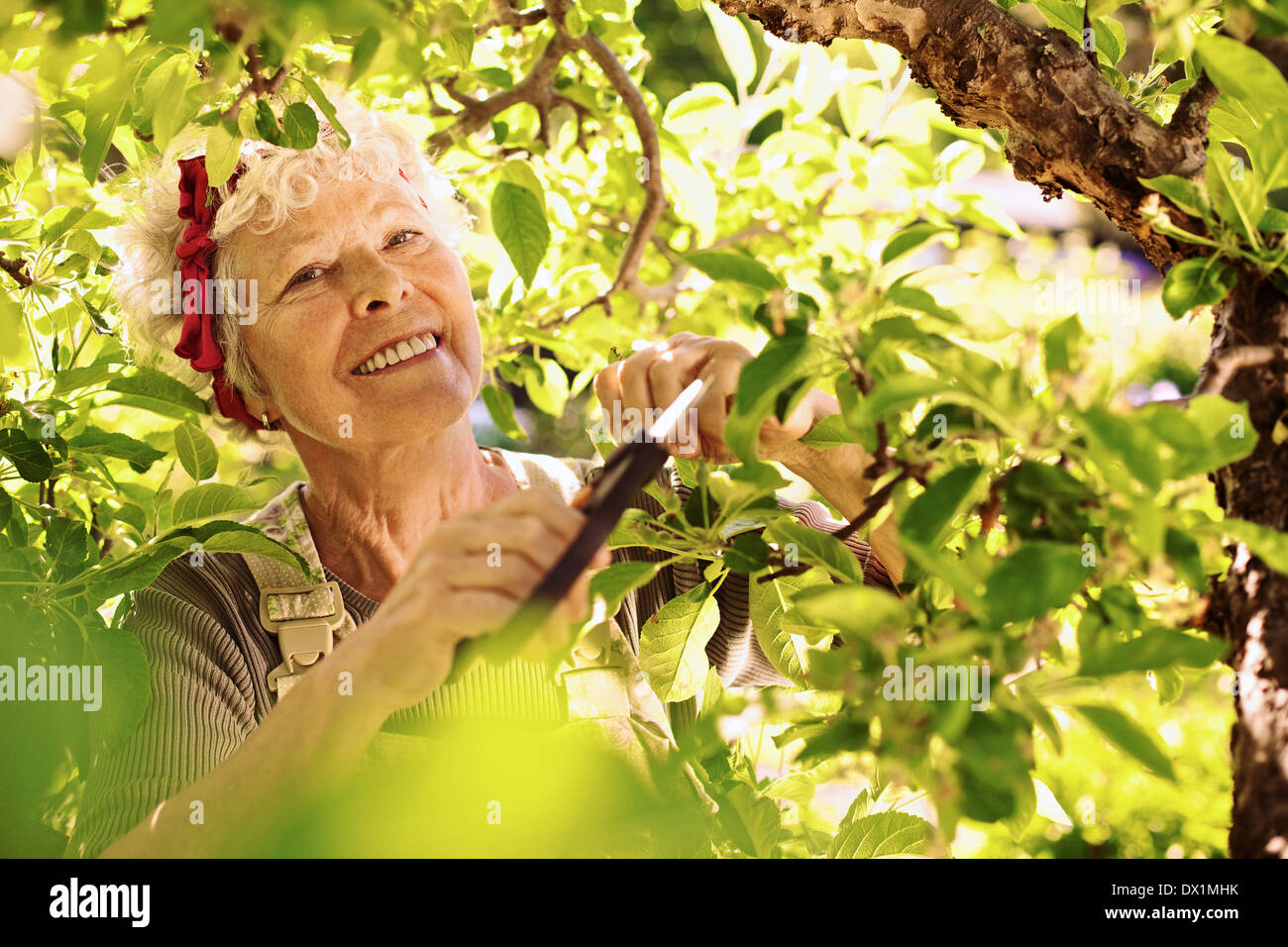 Active senior woman bourgeons séchés de coupe de l'arbre. Jardinage jardinier femme aîné dans sa ferme smiling Banque D'Images