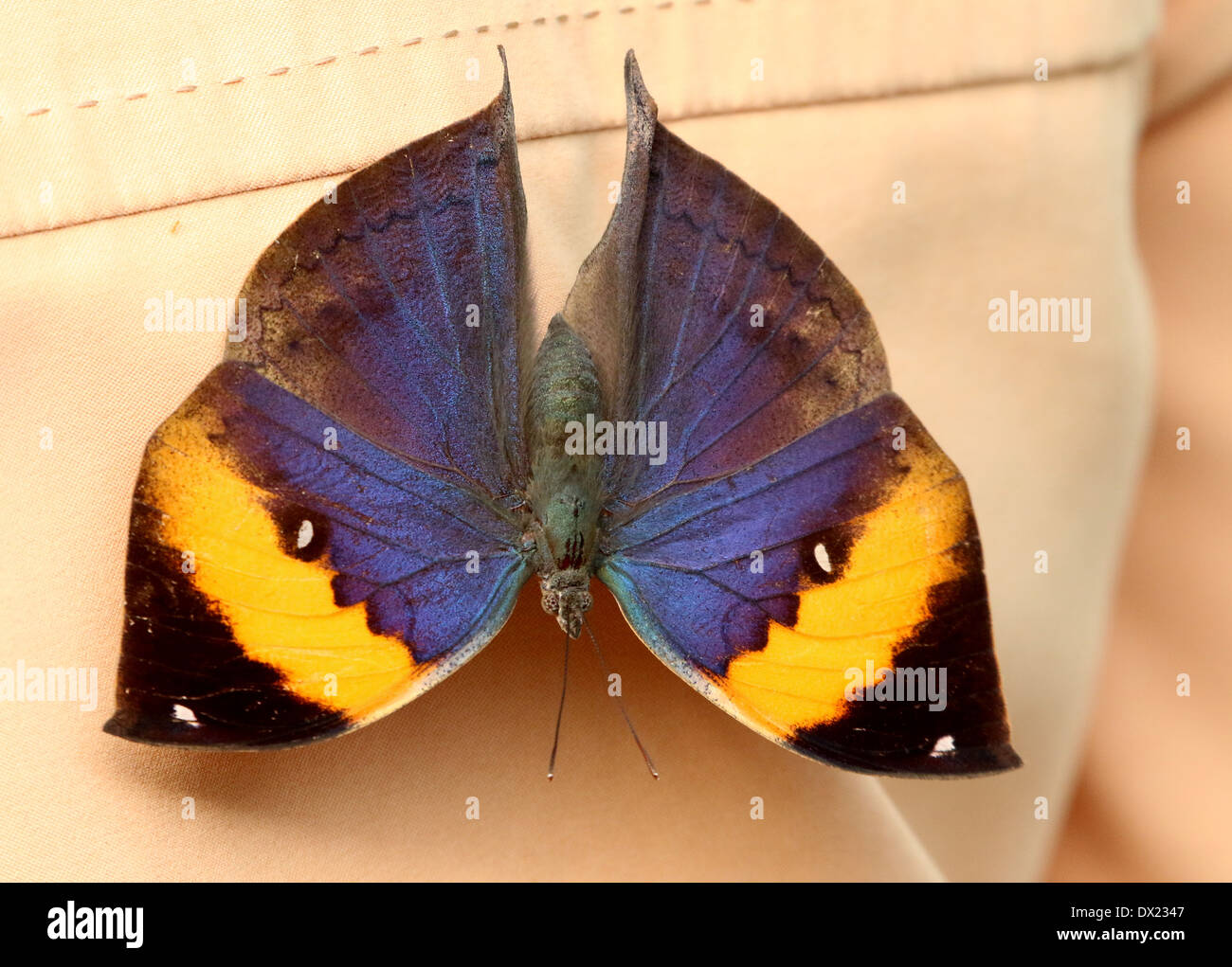 Oakleaf Orange ou feuille morte Kallima inachus (papillon) avec les ailes ouvertes Banque D'Images