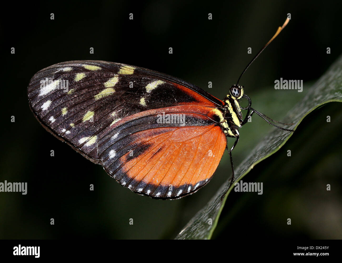 Tiger Longwing, Hecale Longwing ou Golden Longwing (papillon Heliconius Hecale) posant sur une feuille Banque D'Images