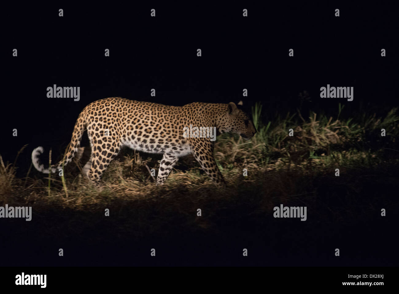 Un léopard photographié en action au cours de safari de nuit Orient Express effectue au Camp Khwai River Lodge by Orient Express Banque D'Images
