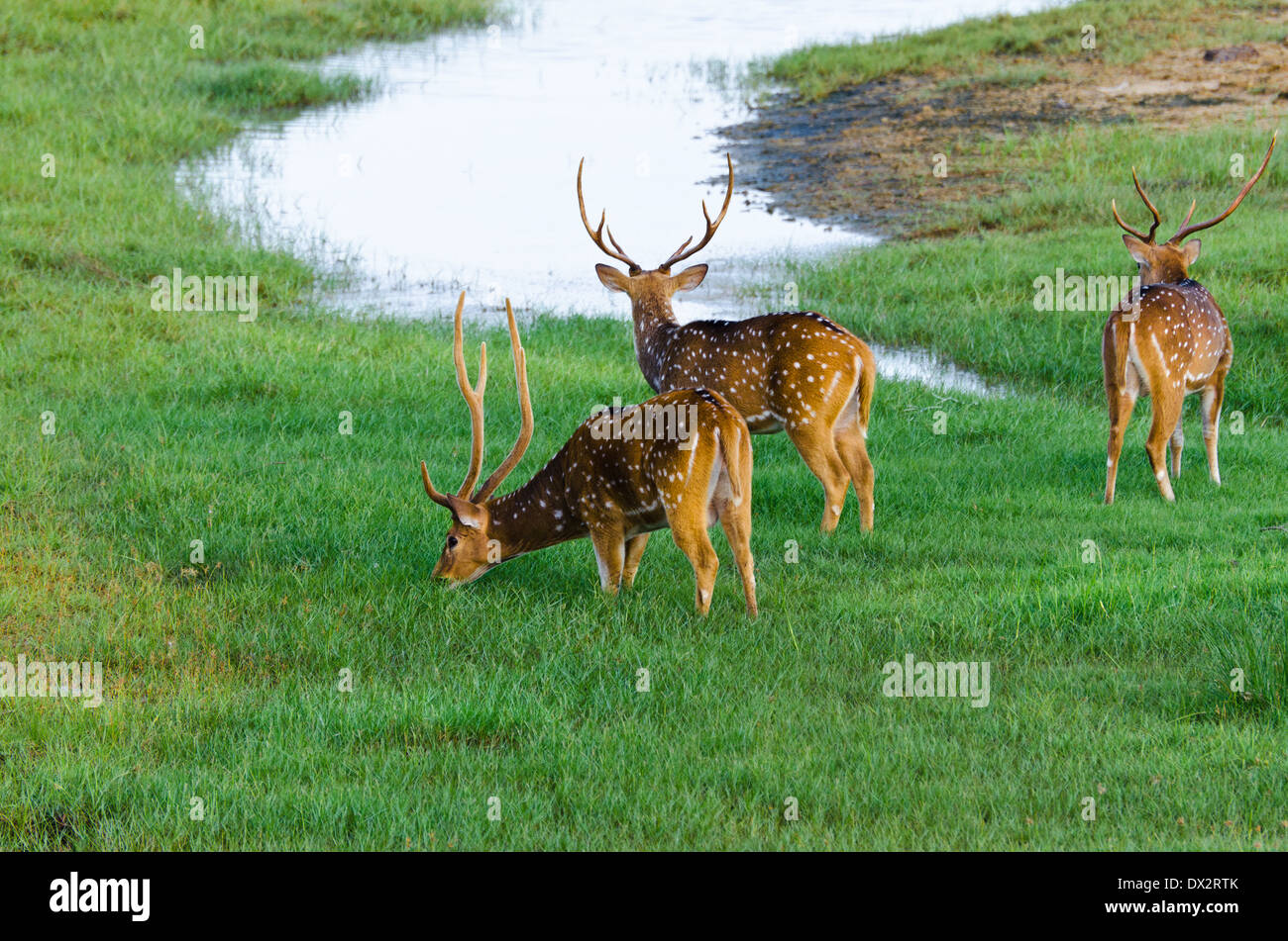 Groupe de cerfs sauvages dans la nature Banque D'Images