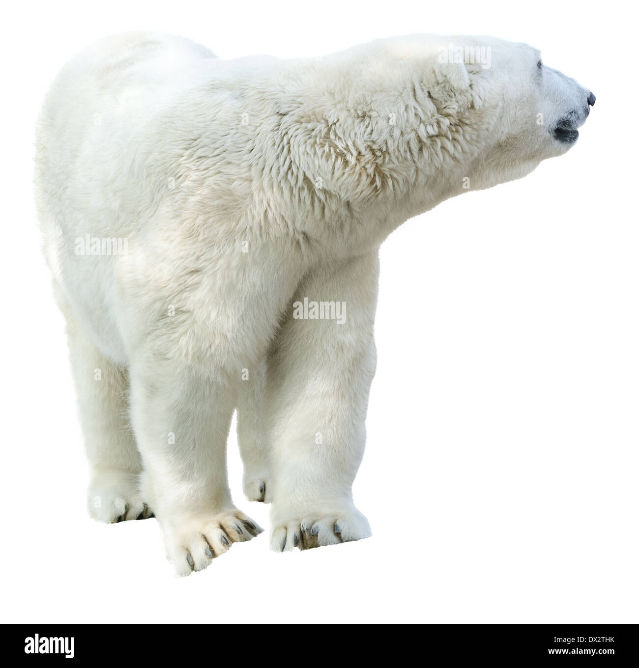 La figure d'un ours polaire. L'isolement sur fond blanc Banque D'Images
