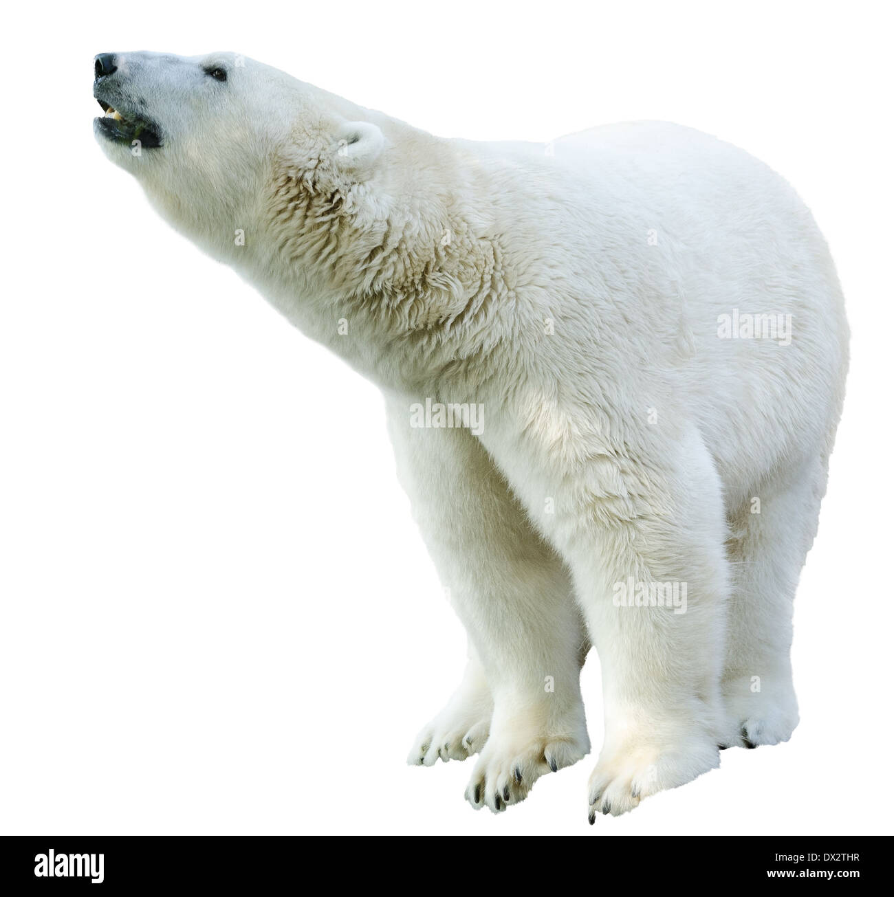 La figure d'un ours polaire. L'isolement sur fond blanc Banque D'Images