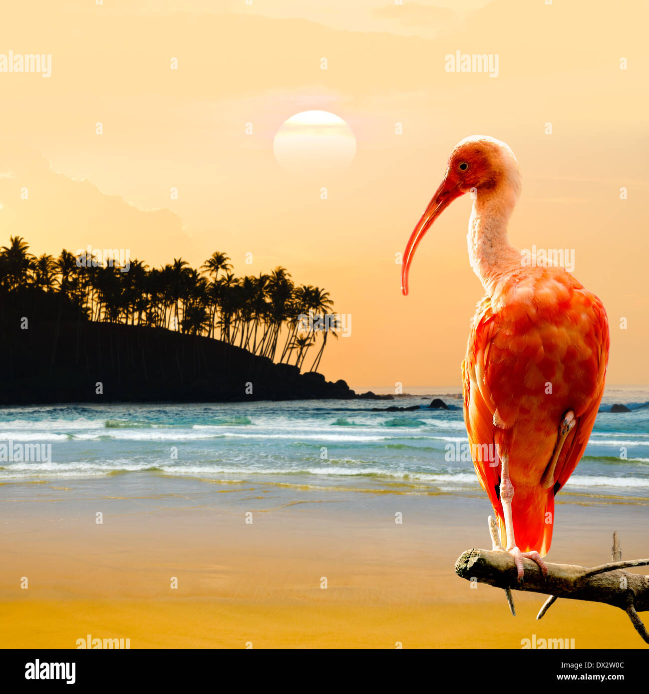 Ibis rouge oiseau perché sur la branche Banque D'Images