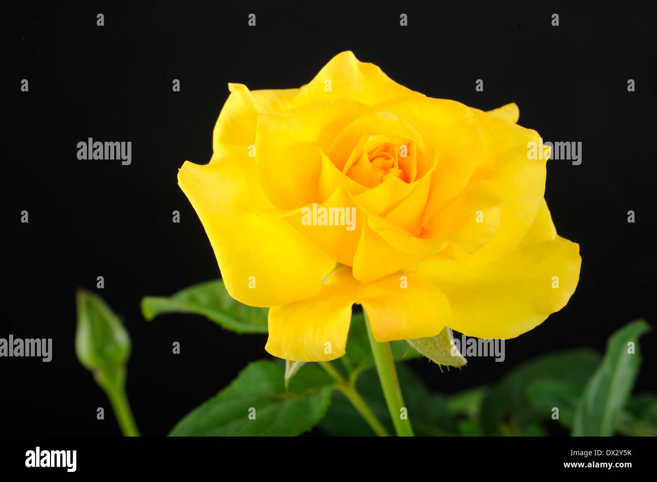 Fleur rose jaune Banque D'Images