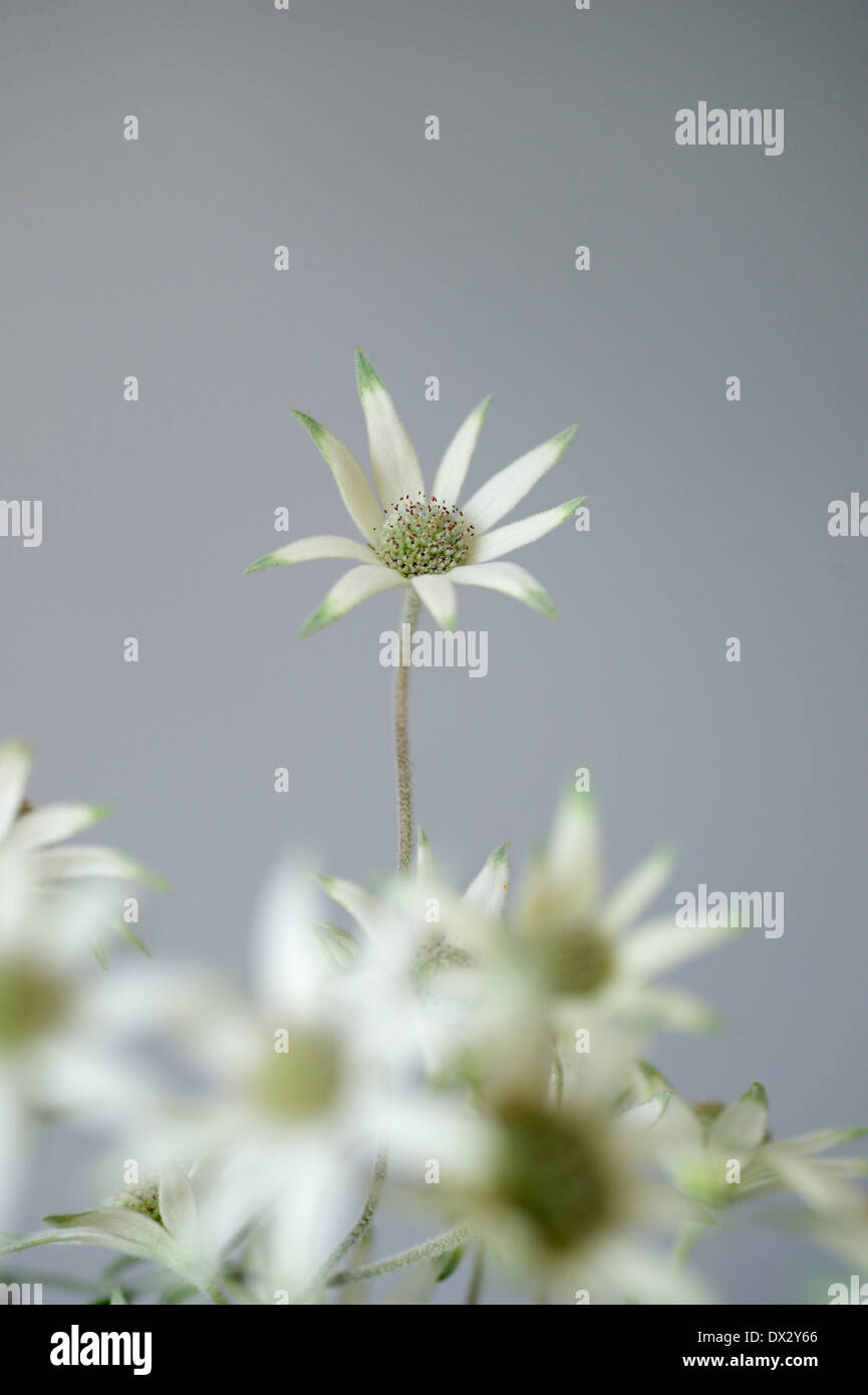 Actinotus helianthi fleur flanelle australienne Banque D'Images