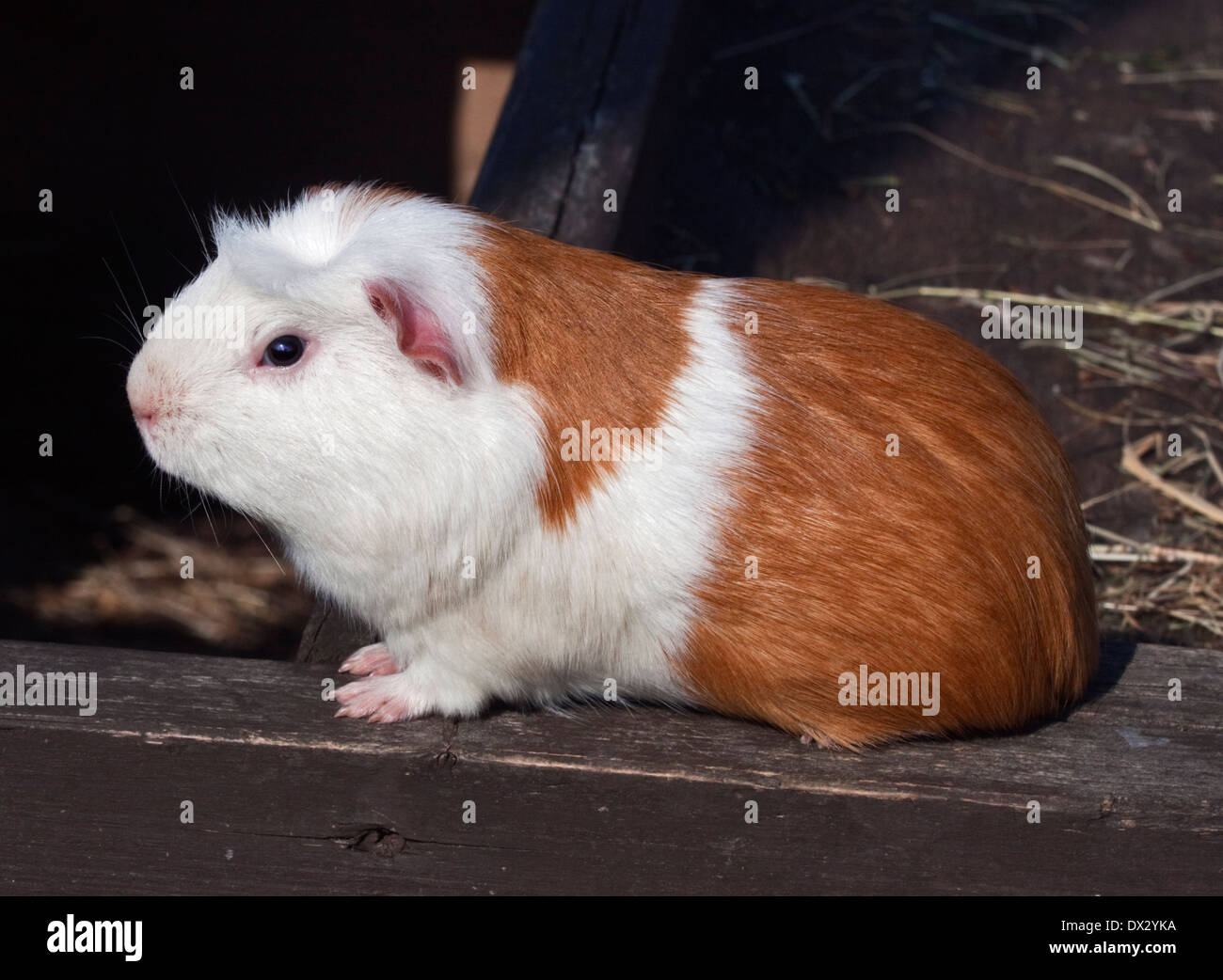 Cochon d'Inde marron et blanc Banque D'Images