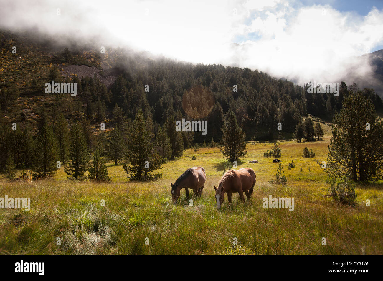 Deux chevaux dans les Pyrénées Catalanes, Espagne Banque D'Images