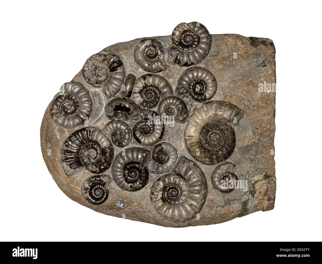 Ammonites fossiles Eugassiceras spp. à partir de Lias inférieur sur la côte jurassique du Yorkshire au Royaume-Uni. Banque D'Images