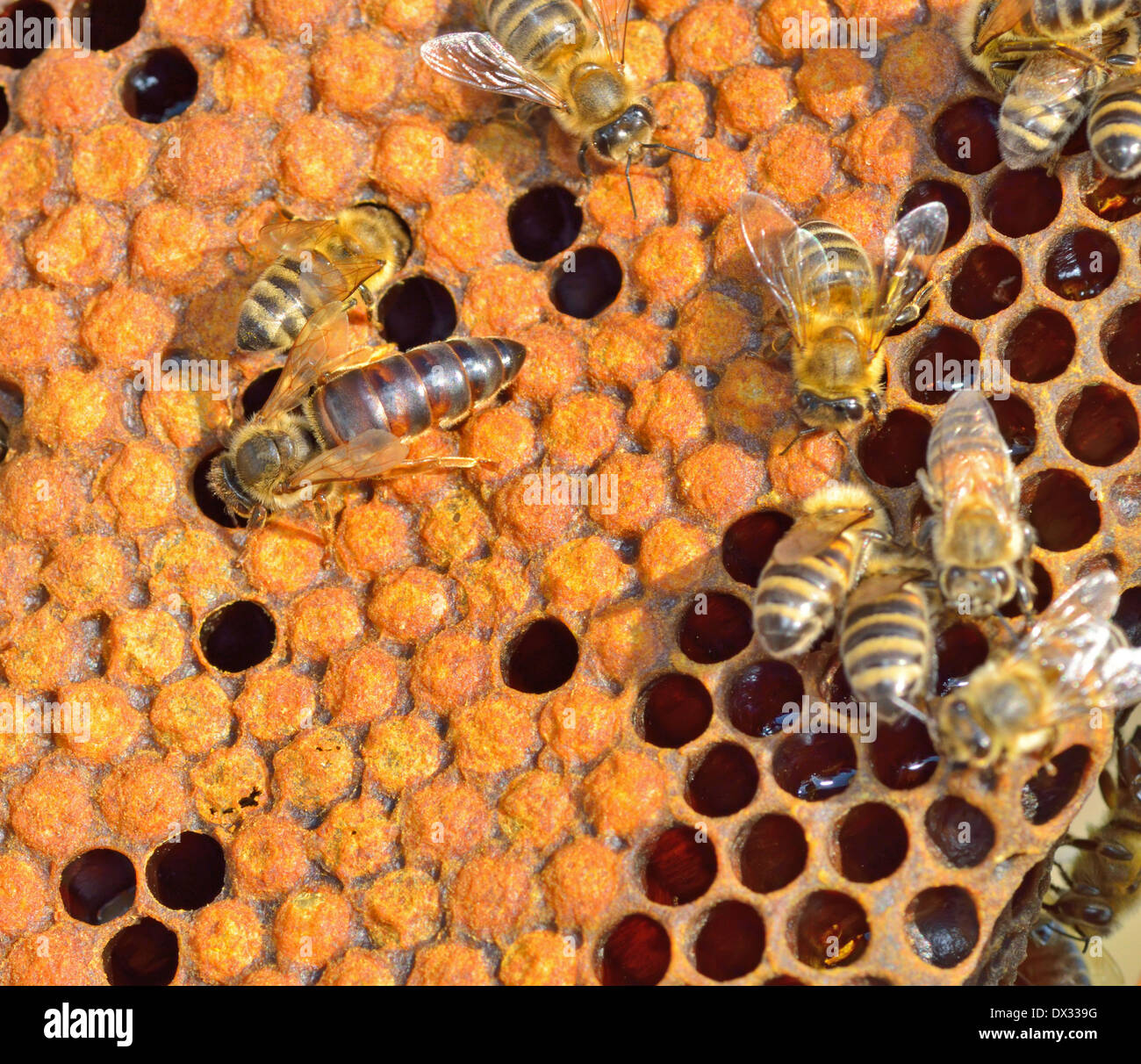 Reine des abeilles sur nid d' Banque D'Images