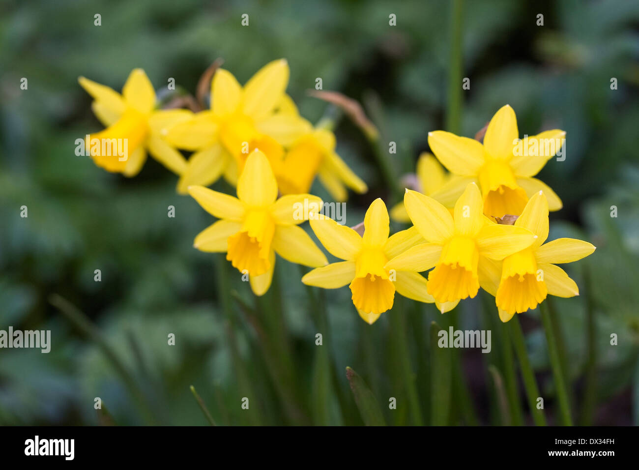 Narcissus 'tete a tete" dans le jardin. Banque D'Images