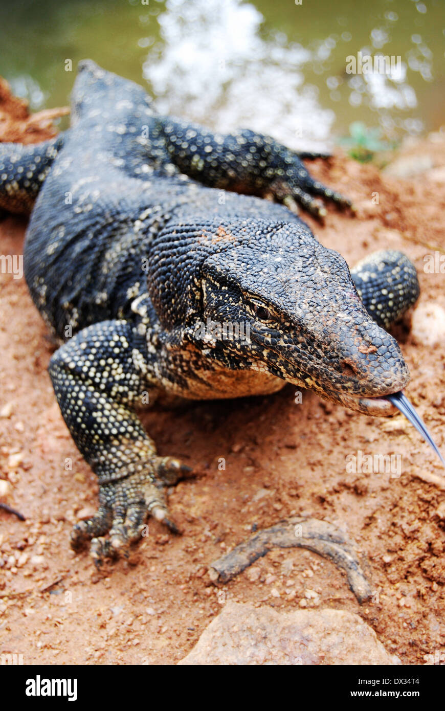 Close up Varanus salvator, un grand lézard rampe hors de l'eau avec la langue saillante, Sri Lanka Banque D'Images