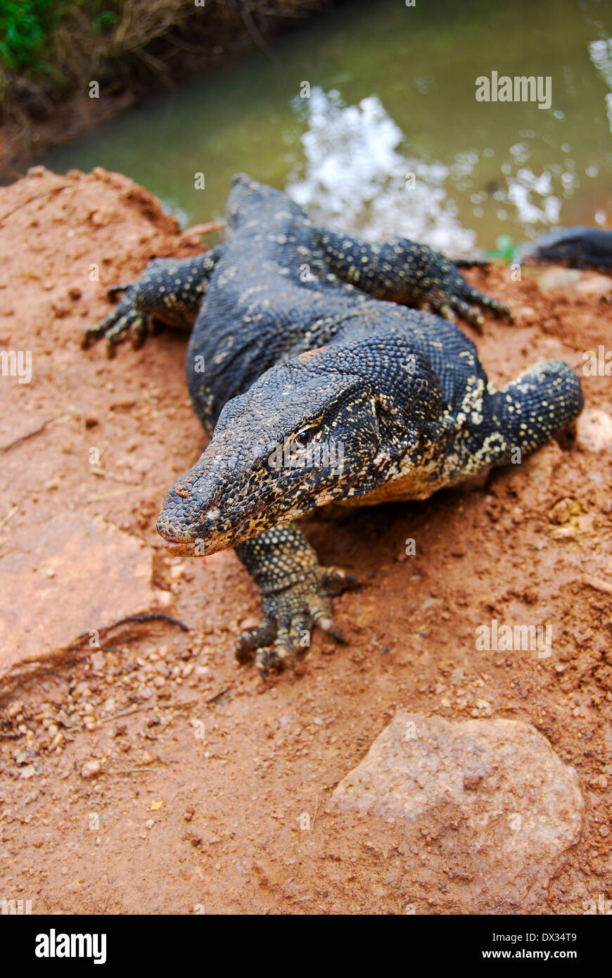 Close up Varanus salvator, un grand lézard rampe hors de l'eau, Sri Lanka Banque D'Images