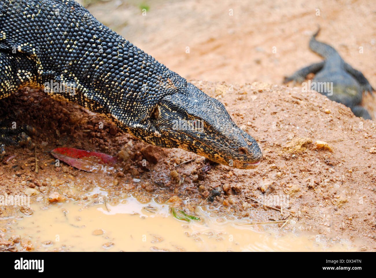 Varanus salvator, un grand lézard originaire du sud de l'Asie proche jusqu'à l'extérieur, Sri Lanka Banque D'Images