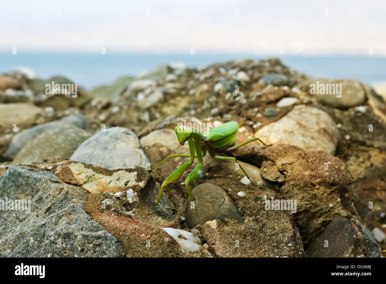 Libre de droit de vert mante religieuse (Mantis religiosa) est assis sur le rocher près de la mer, vue avant Banque D'Images