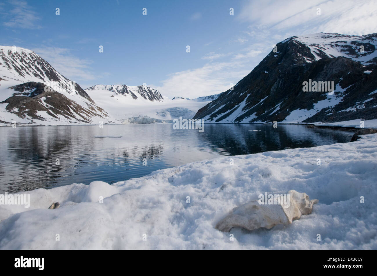 Rorqual commun Balaenoptera physalus vertèbres os sallyhammna arctique décomposition morts archipel du Svalbard spitzberg norvège Banque D'Images