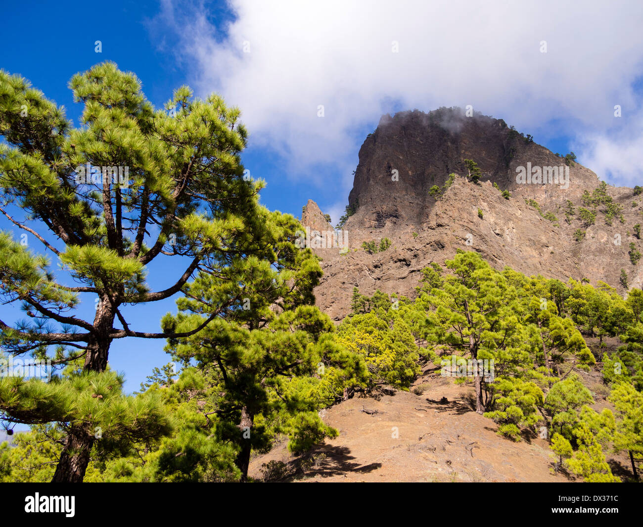 Île des Pins poussent en face de la Punta de Los Roques Mountain dans le parc national de la Caldera de Taburiente Banque D'Images