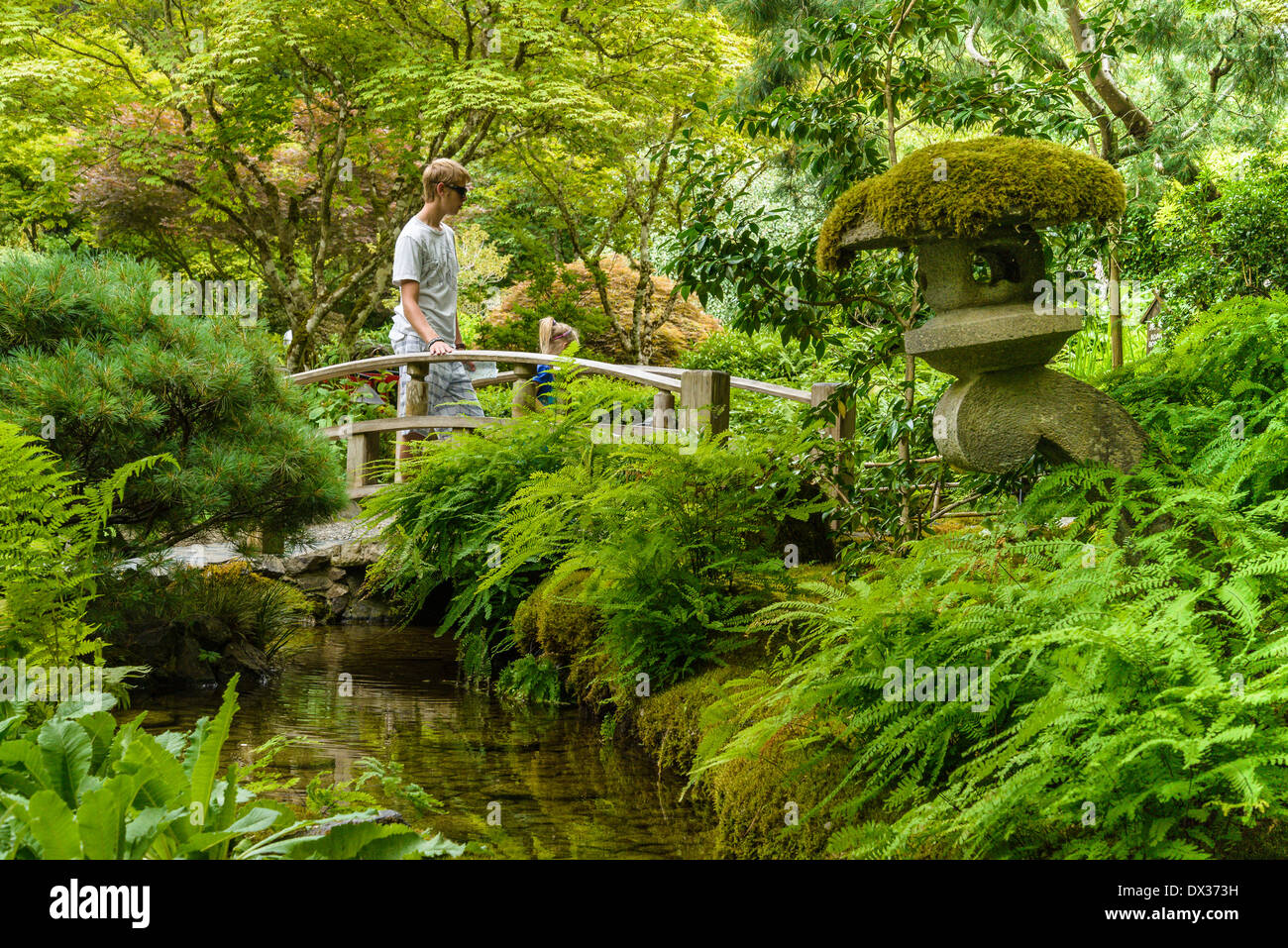 Jeune homme sur le pont de jardin japonais. Banque D'Images