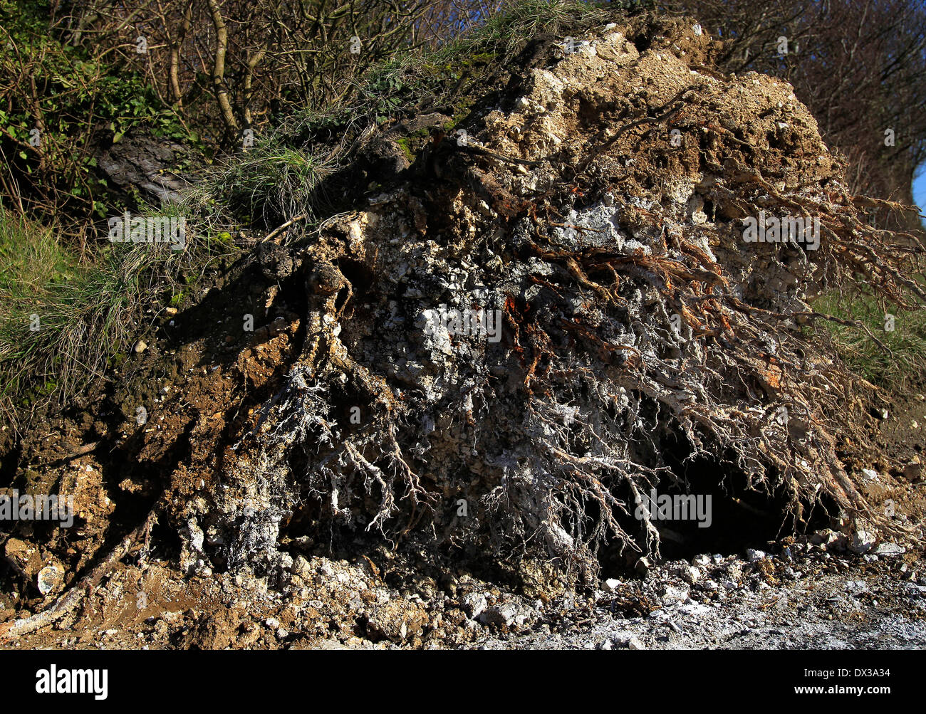 Les racines de calcaire d'un arbre déraciné Banque D'Images